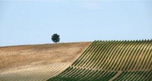 Dzierżawa rolnicza